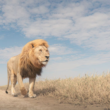 Majestic lion walks forward with golden mane, under cloudy sky, Pablo Photography.