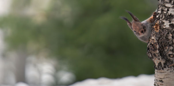 Curious squirrel looking towards camera in winter setting, pictures of wild animals.