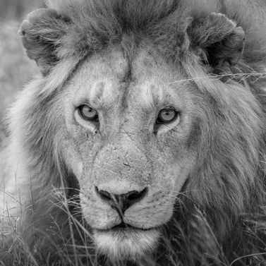 Majestic lion portrait in black and white, looking directly at the viewer. Pictures in black and white of Africa.