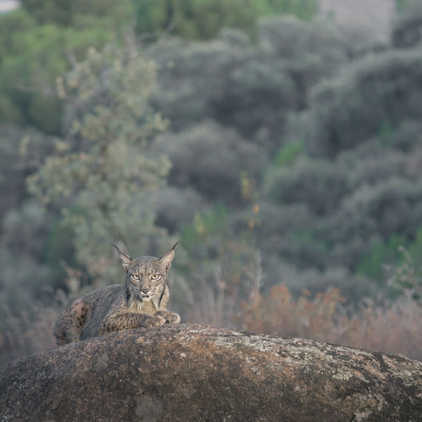 Lynx sitting on a rock, with green background. Pictures of Lynx in Spain.