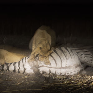 Lion cubs feeding on a zebra at night, pictures of wild animals in Africa.