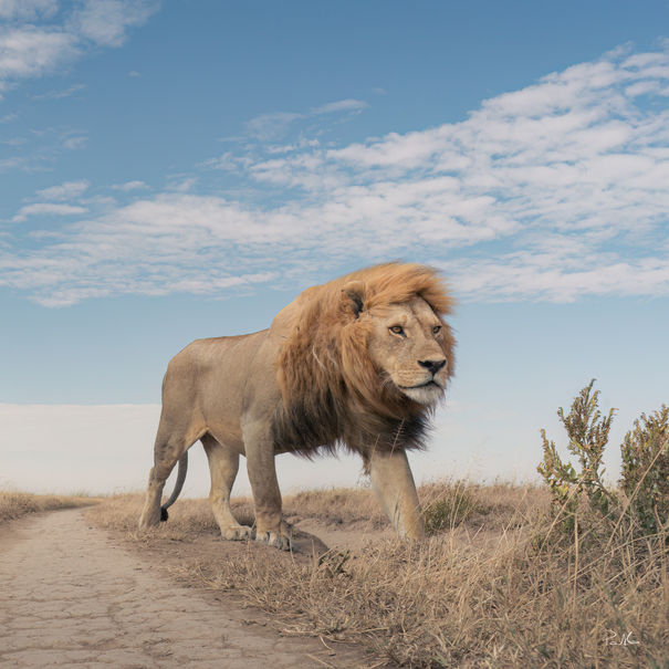 A majestic lion walks the dirt road in the savanna. Pictures of lions.