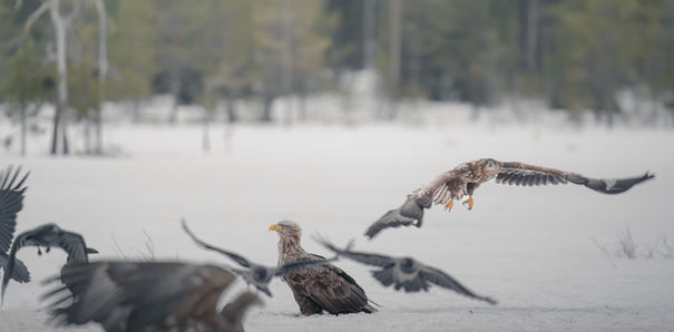 Several eagles flying low over snow, and BIRDS are visible in the background.