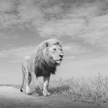 Lion walks on the road. Pictures in black and white of Africa, Pablo Photography.