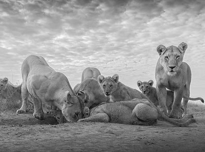 Lionesses