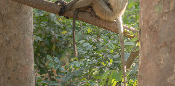 A monkey sitting on a tree branch, surrounded by green leaves. APES AND MONKEYS.