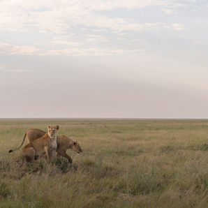 Three lions sit together on grass field, Pablo Photography. LANDSCAPES