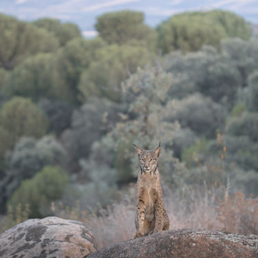 Lynx sits on a rock, looking at the camera. Pictures of Lynx in Spain.