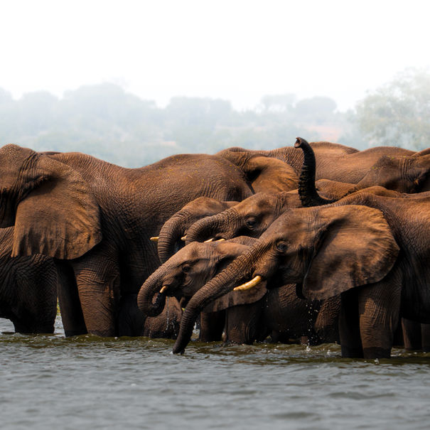 Herd of elephants wading in water, their bodies partially submerged. Pictures of elephants.