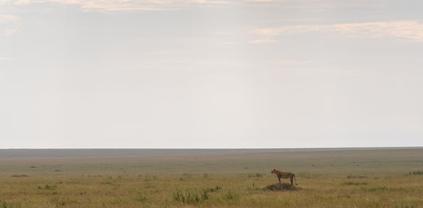 Lion stands on a small hill in the savanna, LANDSCAPES, Pablo Photography