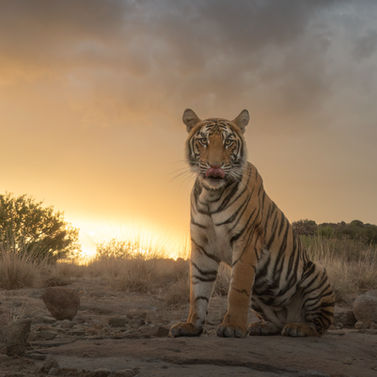 Tiger in front of an orange sunset. Pictures of tigers by Pablo Photography