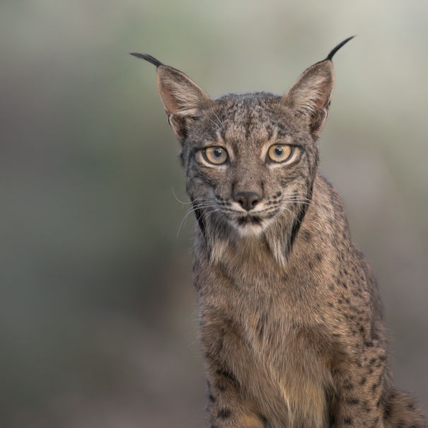 Iberian Lynx, looking directly at the camera. Pictures of Lynx in Spain.