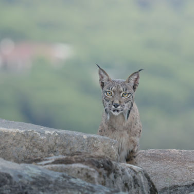 Lynx cat sits on a rock, with a blurred background of green Pictures of Lynx in Spain
