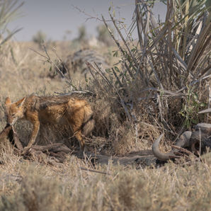 Jackal at a kill SURVIVAL Pictures of wild animals in Africa, Pablo Photography