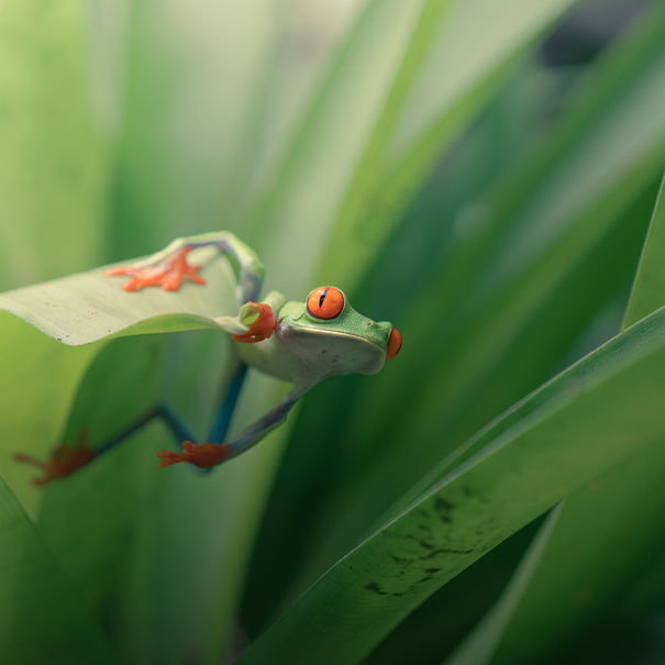 Red-eyed tree frog resting on green leaves, Amphibians, Costa Rica plants.