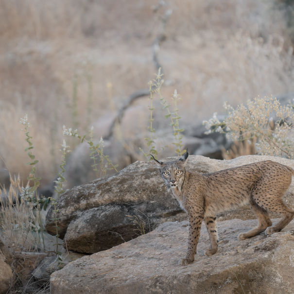Bobcat standing on rocks in the wild, Pictures of Lynx in Spain, wildlife photography