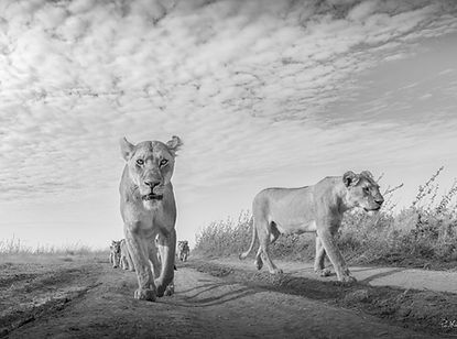 Lionesses