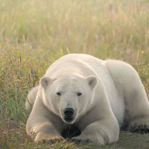 A polar bear resting on the grass, a beautiful picture of bears Pablo Photography