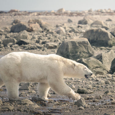 Polar bear walks across rocky terrain, Pictures of polar bears. Pablo Photography