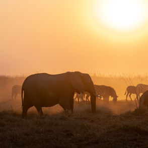 Elephant silhouette at sunset; LARGE HERBIVORS graze in the field. Pictures taken by Pablo Trilles Farrington