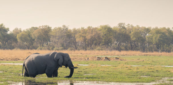 Elephant in water, grazing, trees in the background, LANDSCAPES, Pablo Photography