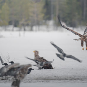 White-tailed eagles flying over a snowy landscape, pictures of birds, Pablo Photography.