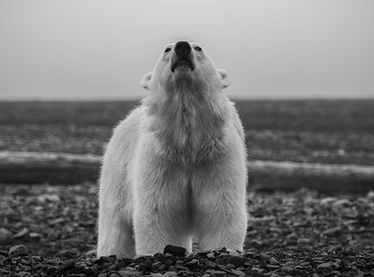 Polar bear