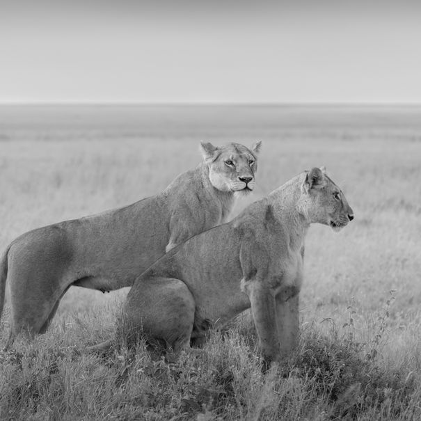 Two lionesses in the African savanna; Tanzania All Black and White. Pablo Photography