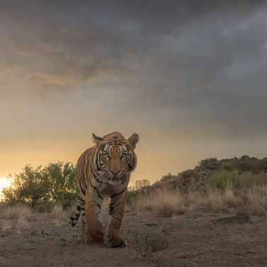 Tiger walking towards camera, sunset background, Pablo Photography, Pictures of tigers.