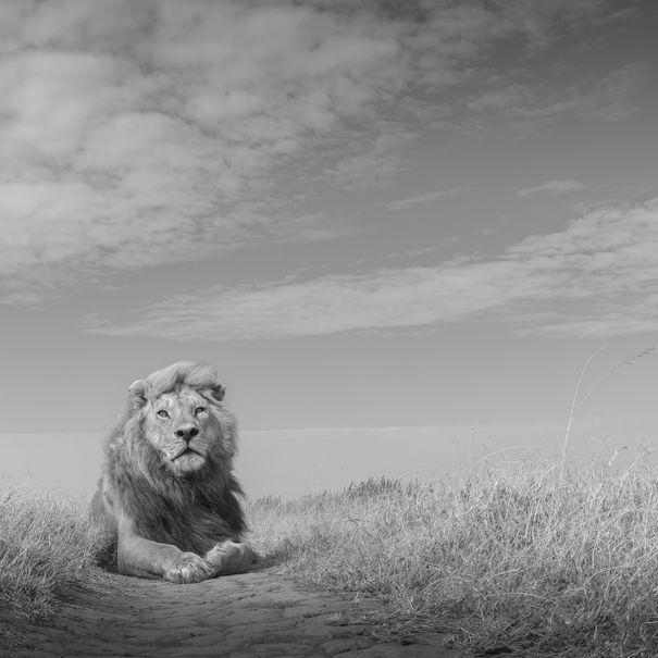 Lion sits in grass with cloudy sky; Tanzania All Black and White, Pablo Photography.