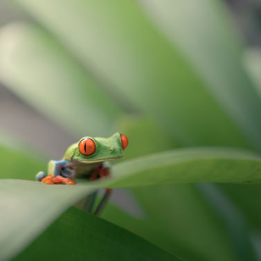 Vibrant red-eyed tree frog perched on a tropical leaf, Amphibians, Pablo Photography.