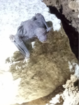 Boolboonda baby bat.png
