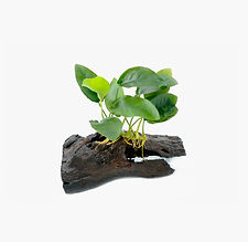 Aquarium Plants 