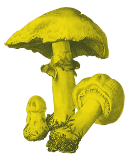VINTAGE MUSHROOMS (58)_edited.png