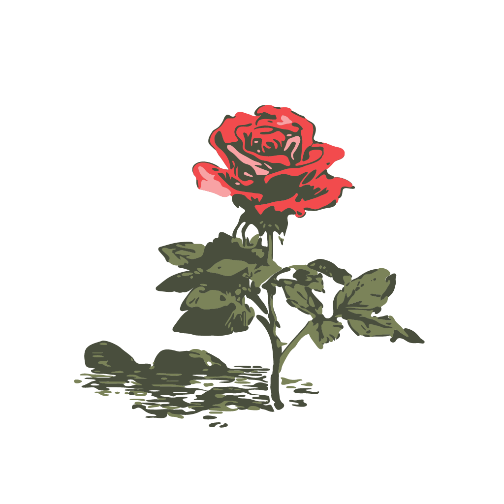 4-r-illustrations_rose.png
