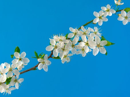 Spring Cleaning Tips (3 of 4): Celebrate