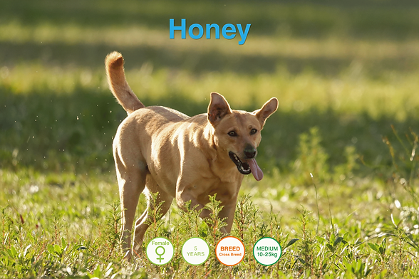 Honey (1).png