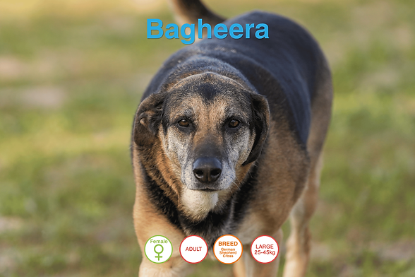 Bagheera.png