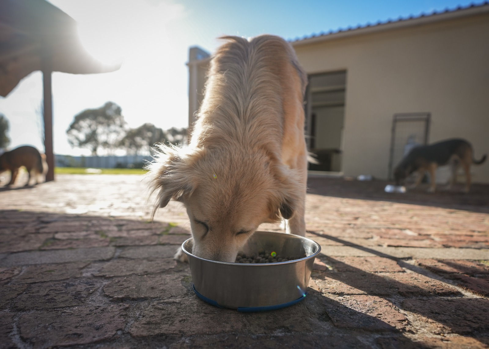 Donate towards dog food