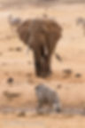 Bull arriving at waterhole