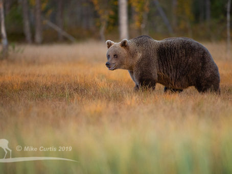Brown Bears and Crested Tits