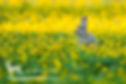 Buttercup Meadow