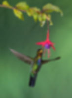 Fiery-throated hummingbird