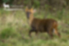 Muntjac Deer stag