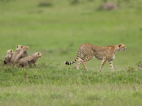A post for World Cheetah Day