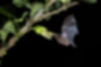 Pallas's long-tongued bat