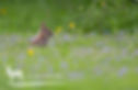 Spring rabbit