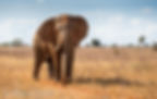 Bull Elephant