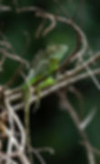 Emerald Basilisk