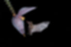 Pallas's long-tongued bat